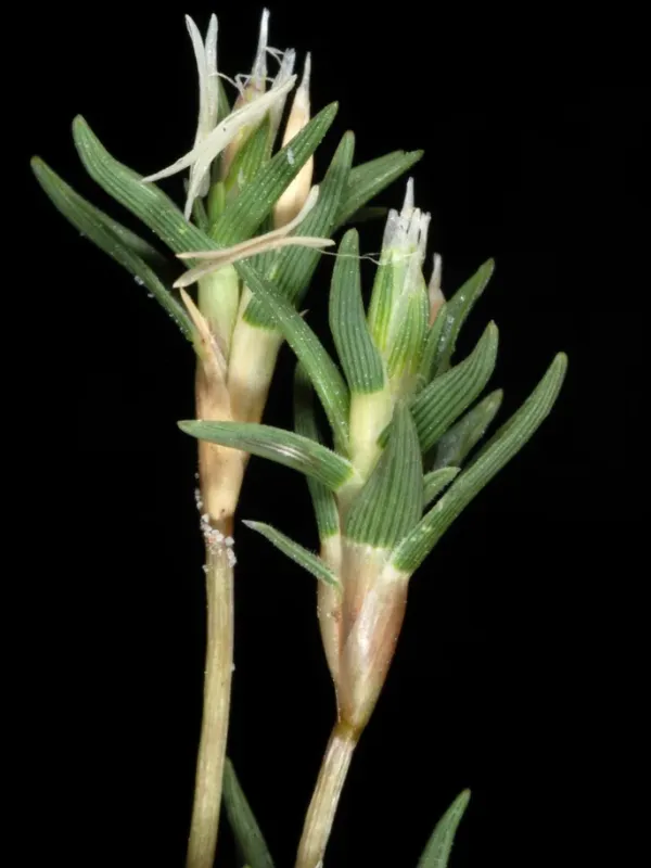 Coastal saltgrass