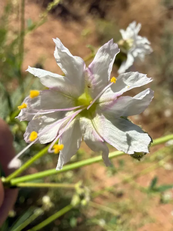Narrowleaf four o'clock