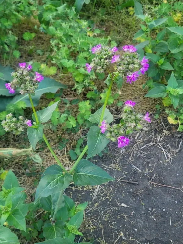 Mirabilis nyctaginea