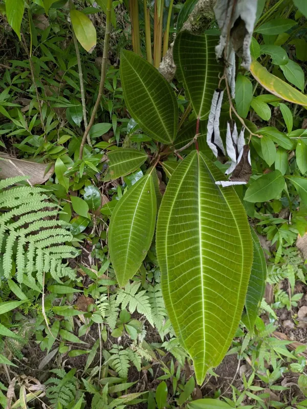 Miconia calvescens