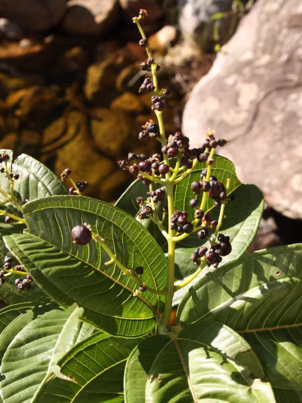 Miconia chamissonis