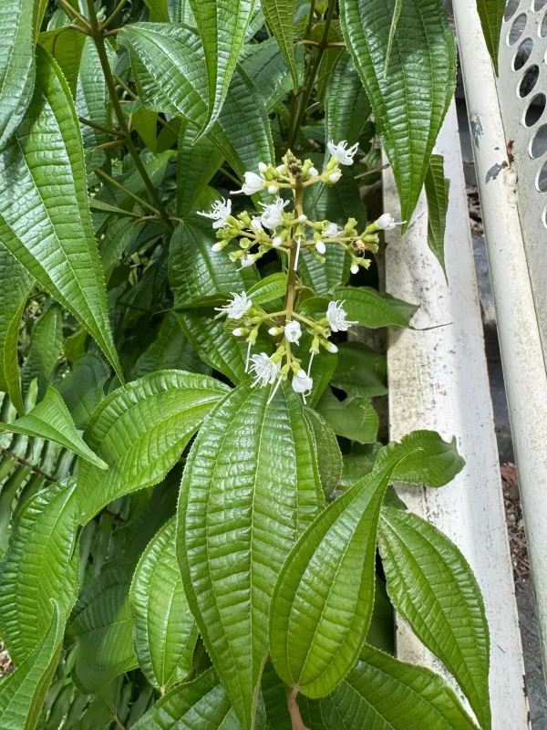 Miconia laevigata