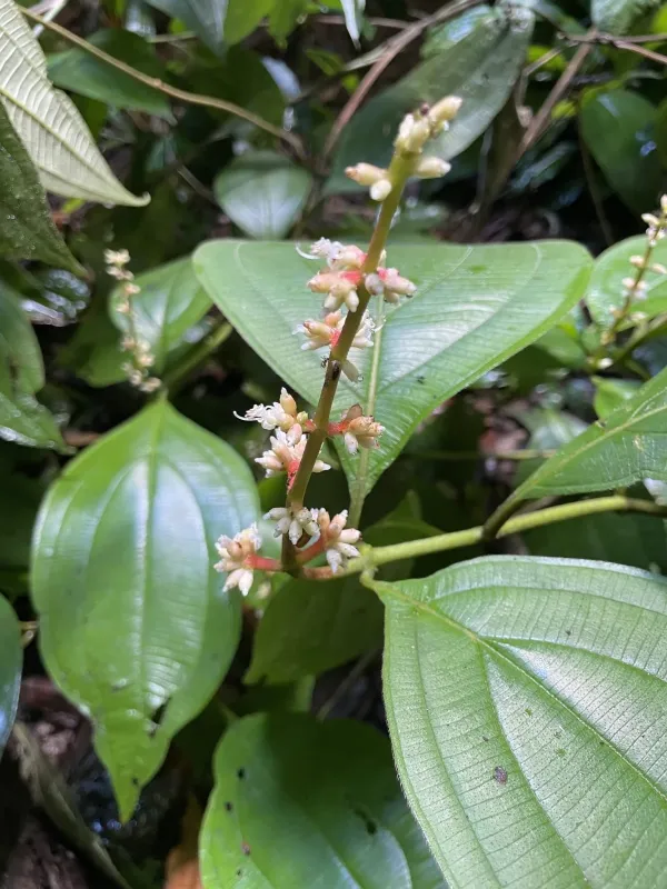 Miconia nervosa