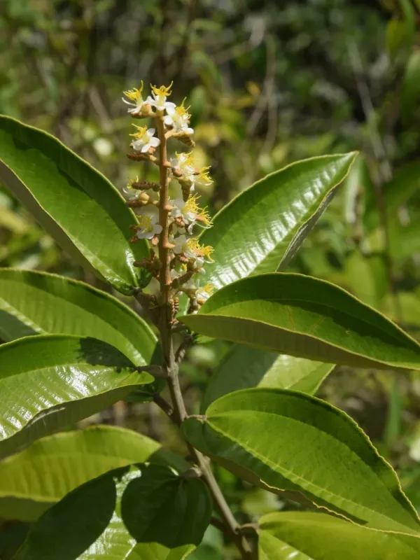 Miconia stenostachya