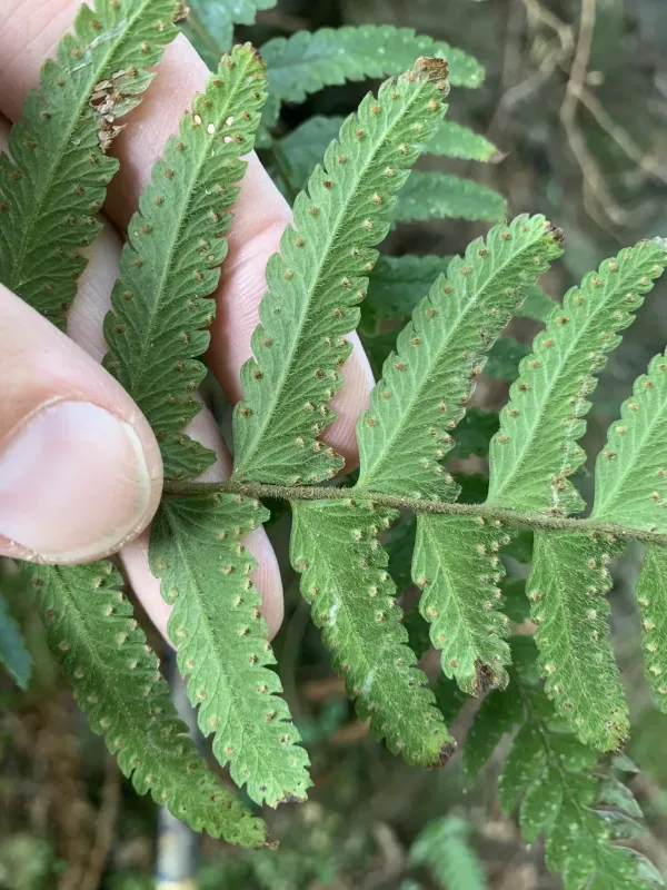 Microlepia marginata