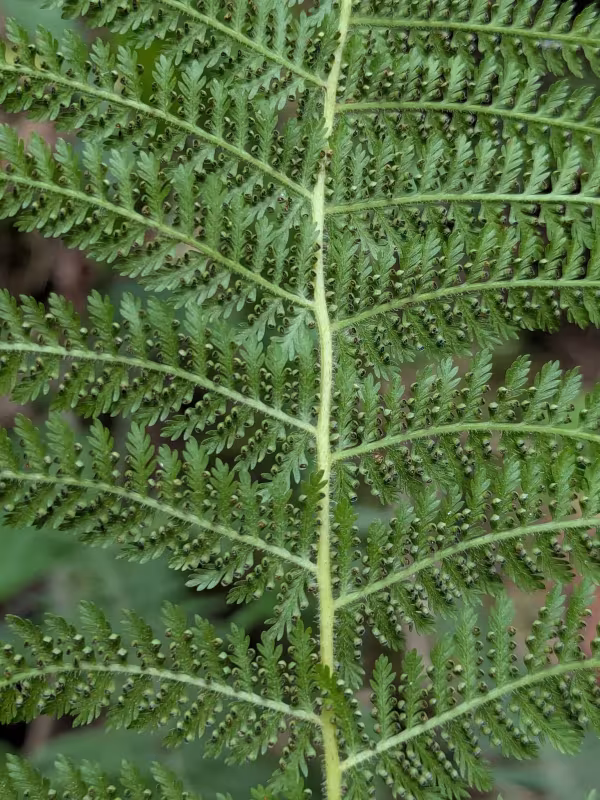 Microlepia speluncae