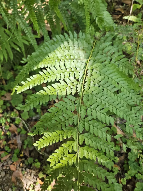 Microlepia strigosa