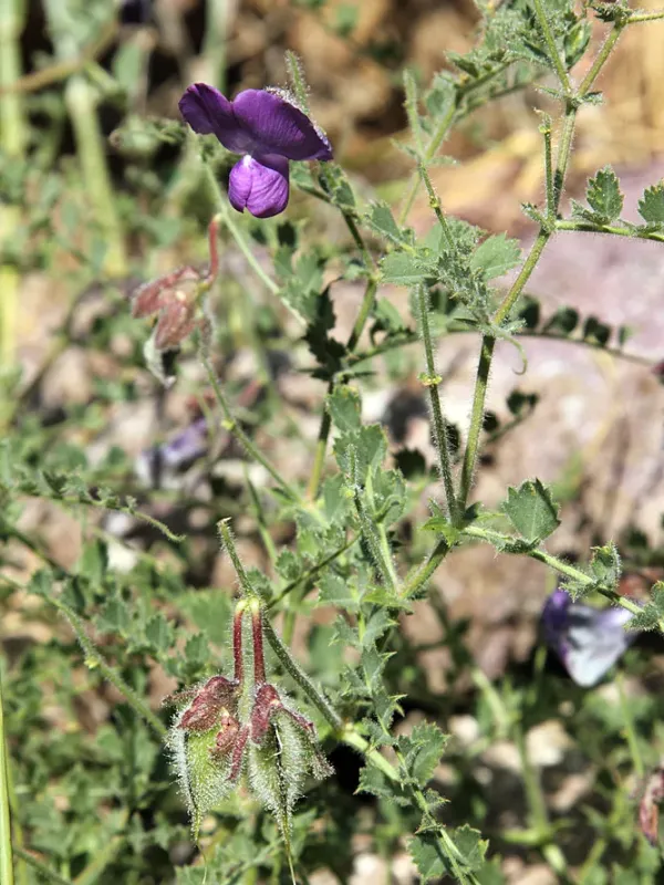 Cicer flexuosum