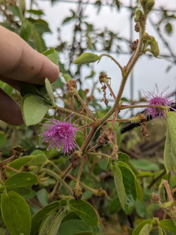 Mimosa albida