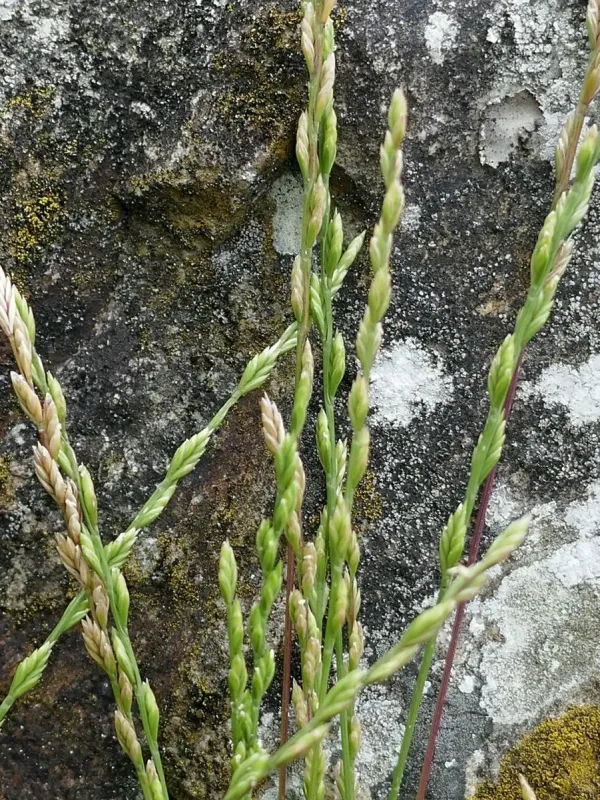 Lachenal's fescue