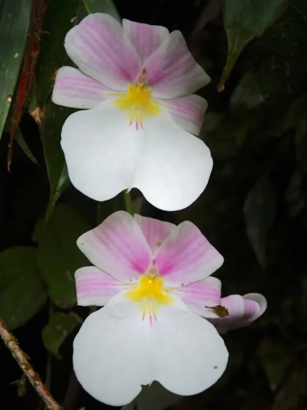 Miltoniopsis vexillaria