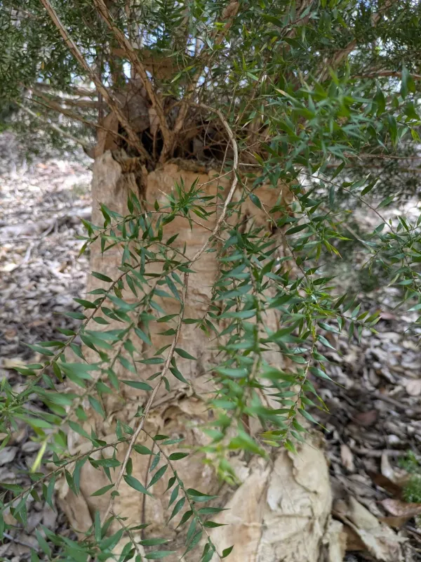 Prickly paperbark