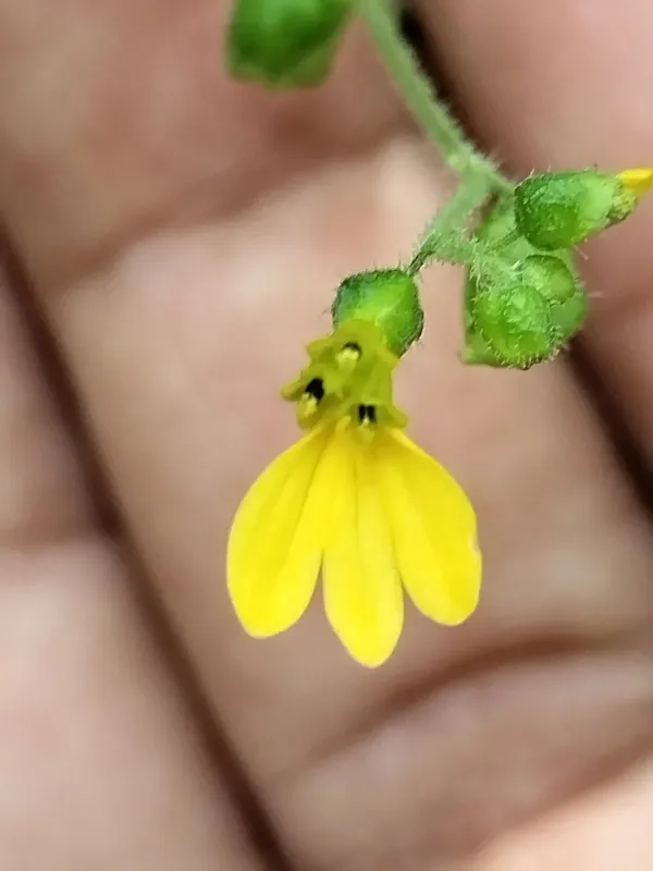 Milleria quinqueflora