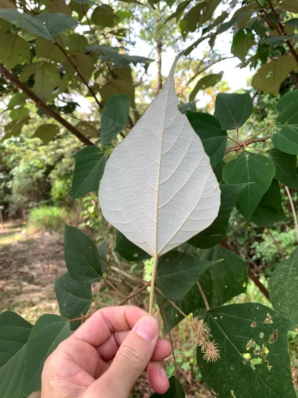Маллотус волотистий