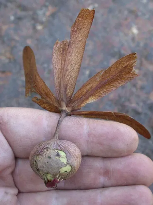 Gluta usitata