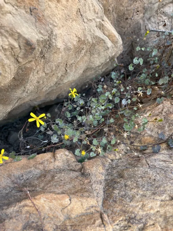 Цинерария камнеломковая