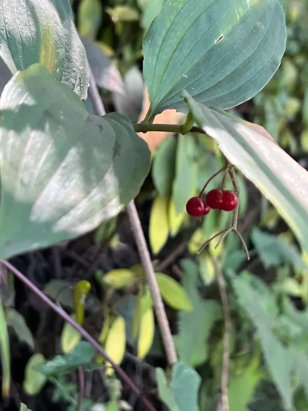 Smilacina