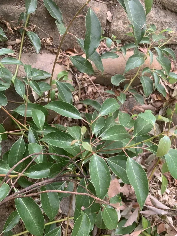 Camphor laurel