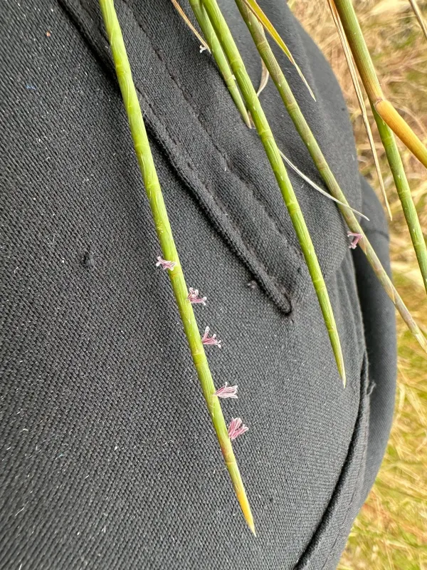 Common barbgrass