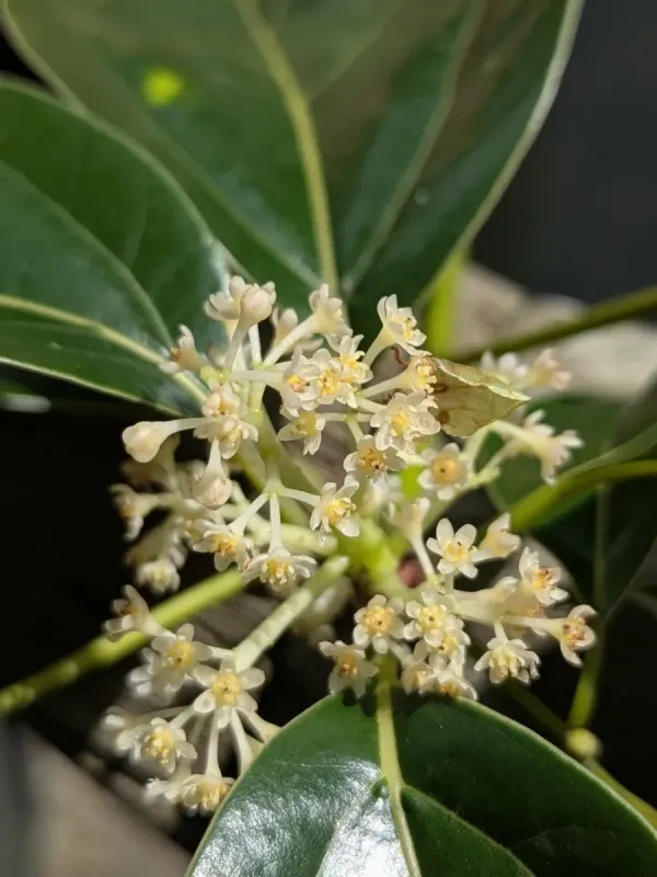 Micranthum cinnamon