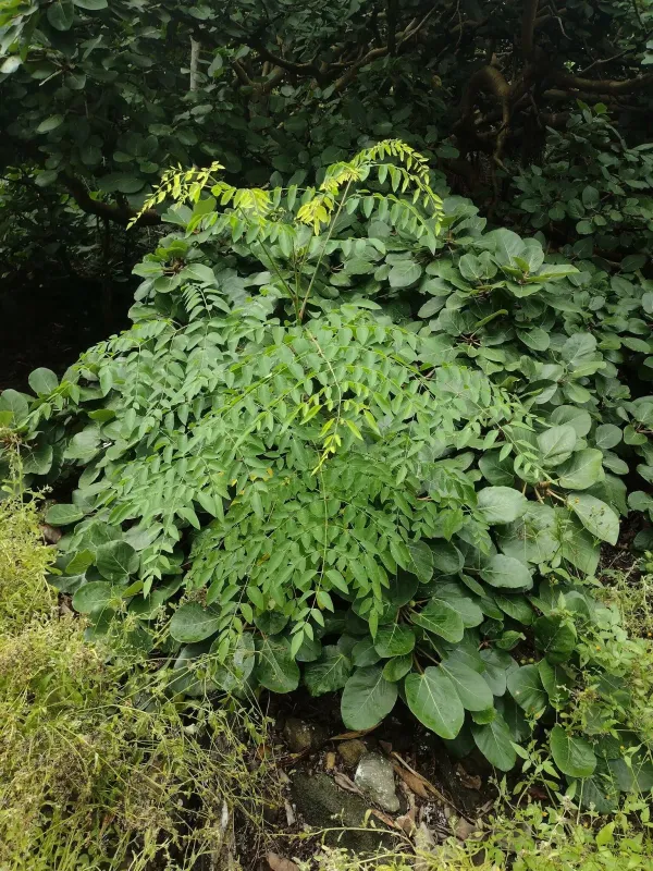 Moringa stenopetala
