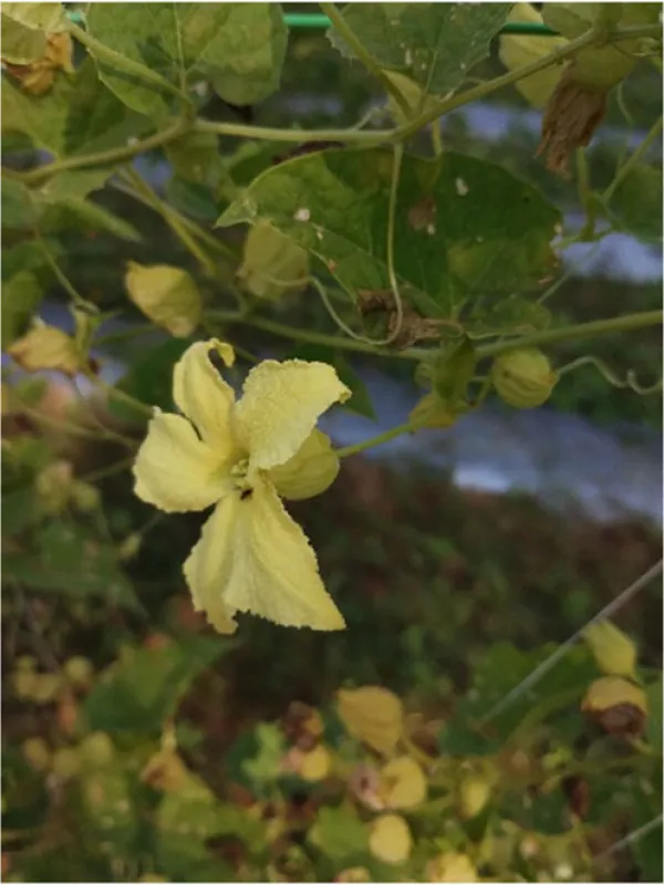 Momordica multiflora