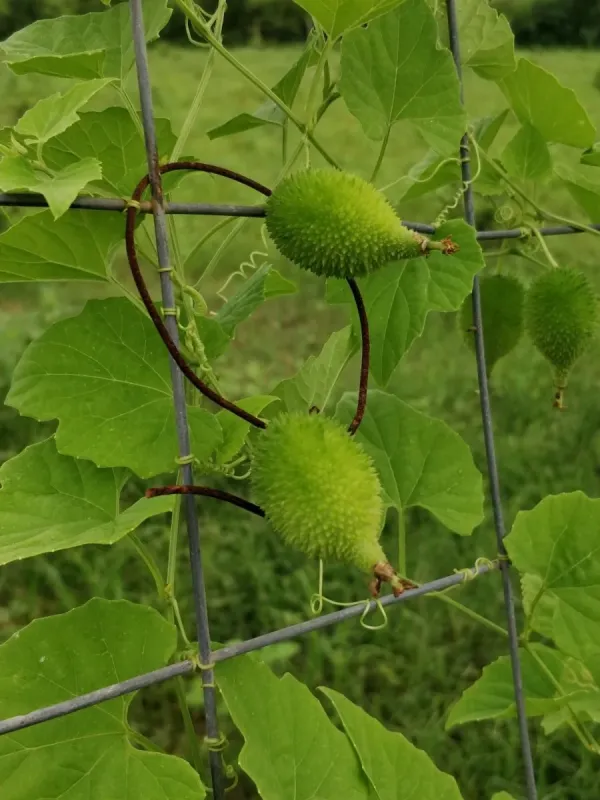Momordica dioica