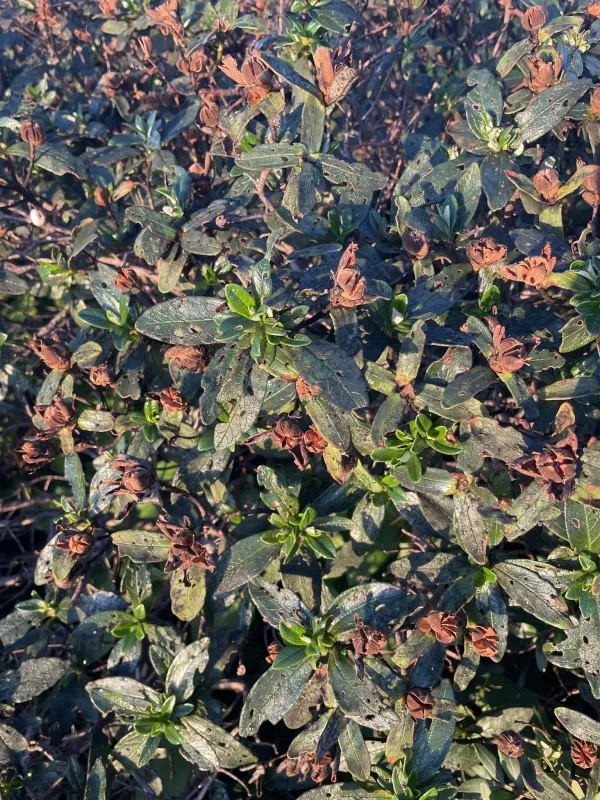 Cistus dansereaui