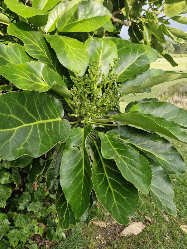 Meryta