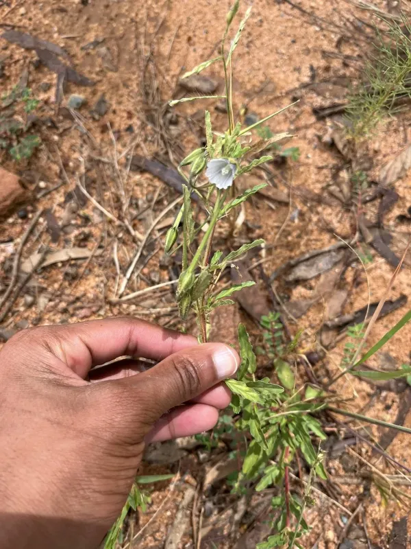 Monsonia angustifolia