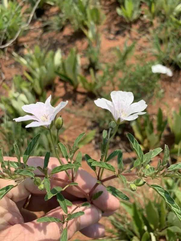 Monsonia burkeana