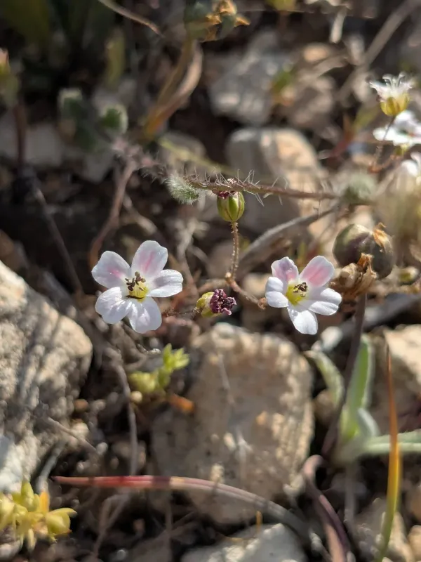 Minuartia picta