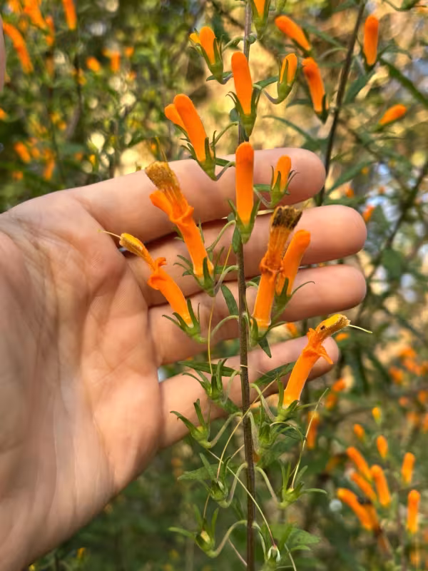 Macranthera flammea