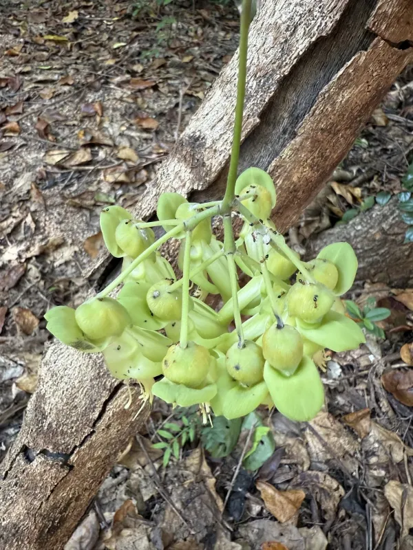 Mucuna gigantea