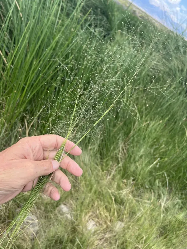 Scratchgrass