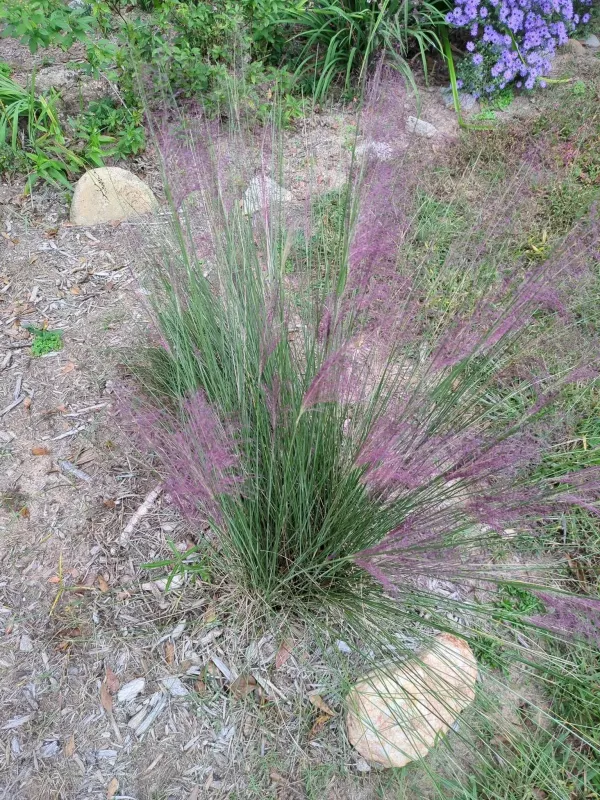 Muhlenbergia capillaris