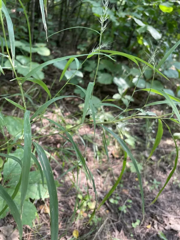 Nimblewill
