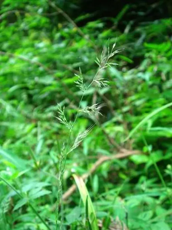 Japanese muhly