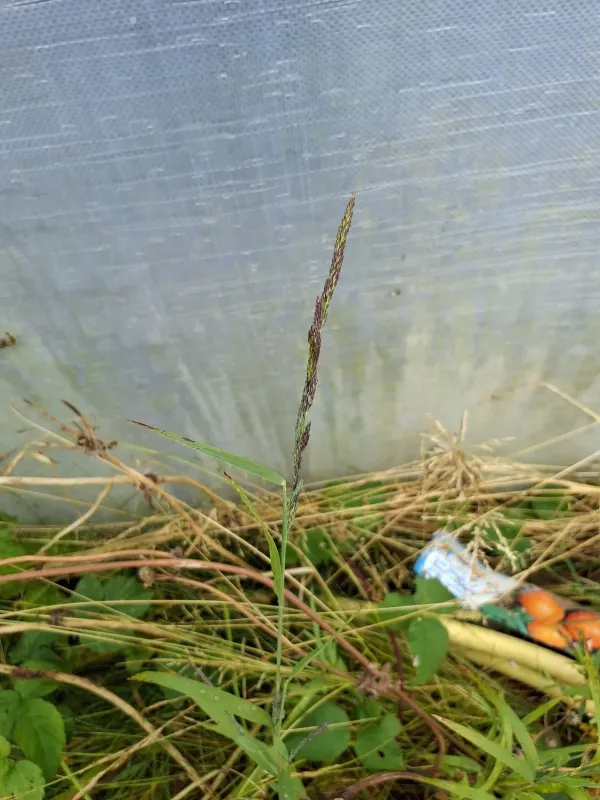Muhlenbergia mexicana
