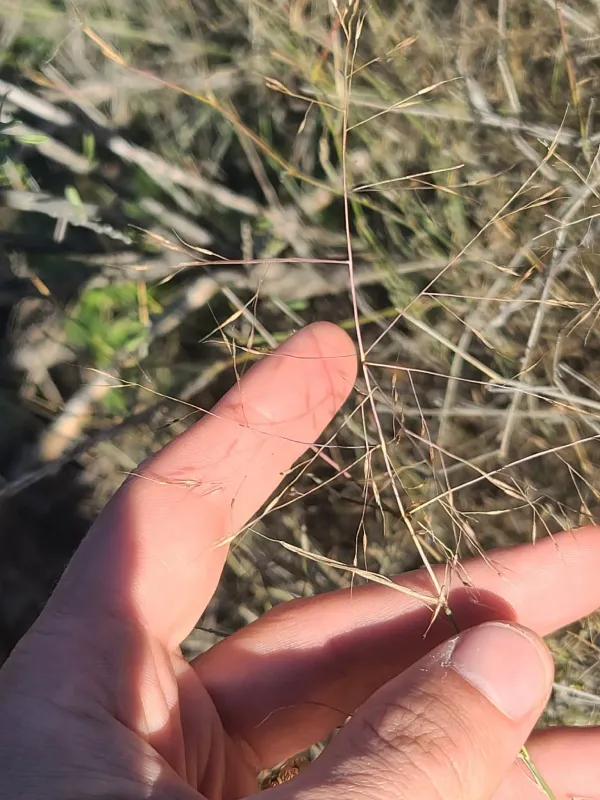 Bush muhly