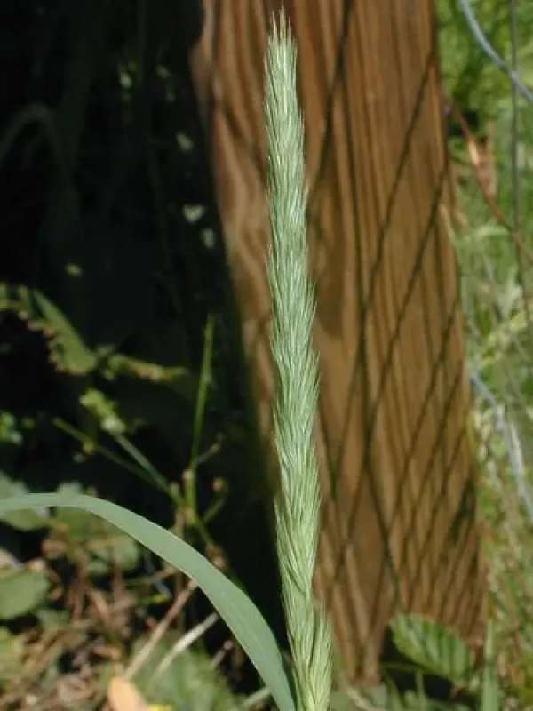 Muhlenbergia ramosa