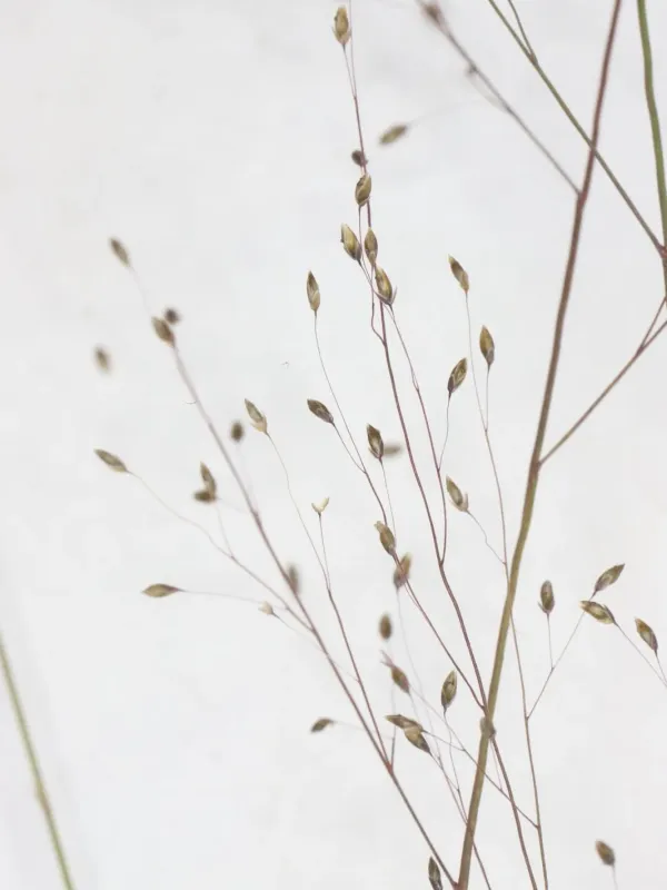 Muhlenbergia uniflora