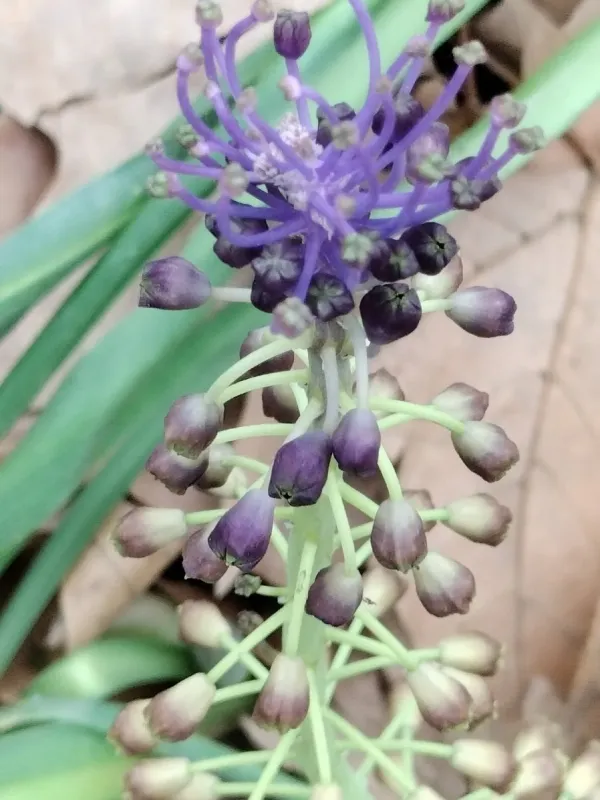 Tassel hyacinth