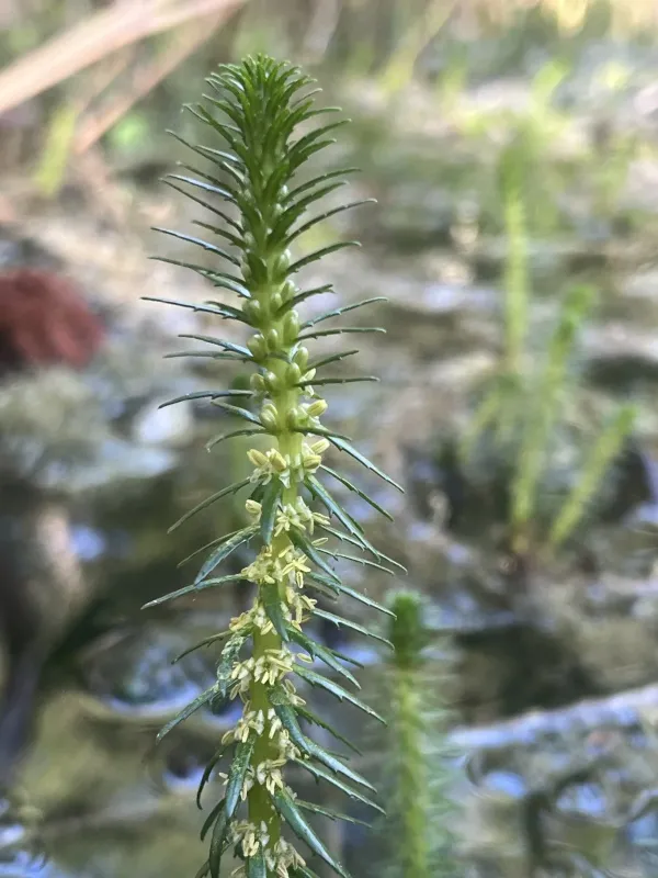Green parrot feather