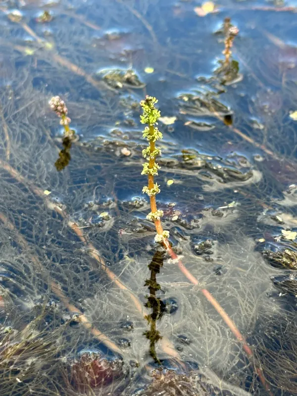 Northern watermilfoil