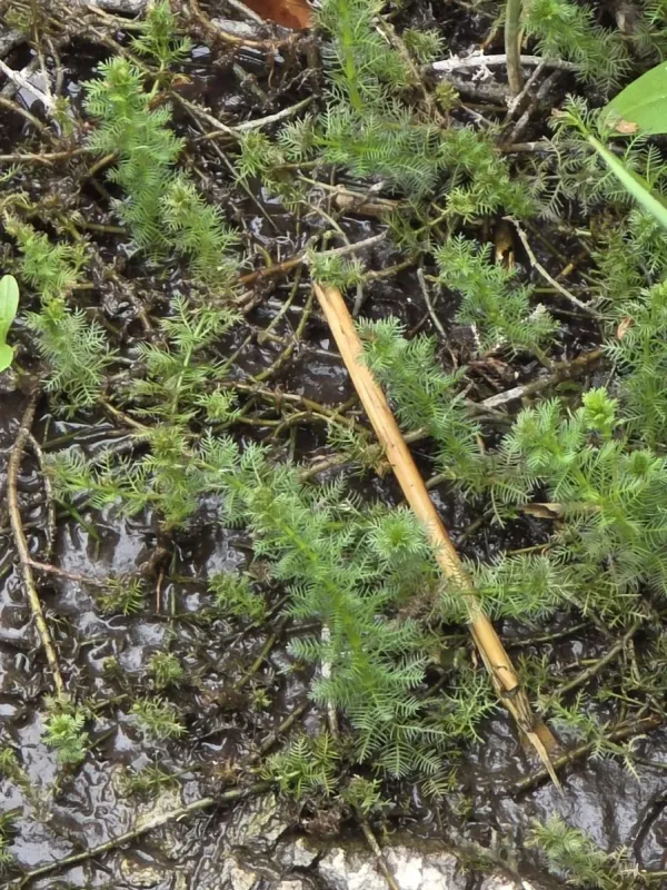 Whorled watermilfoil