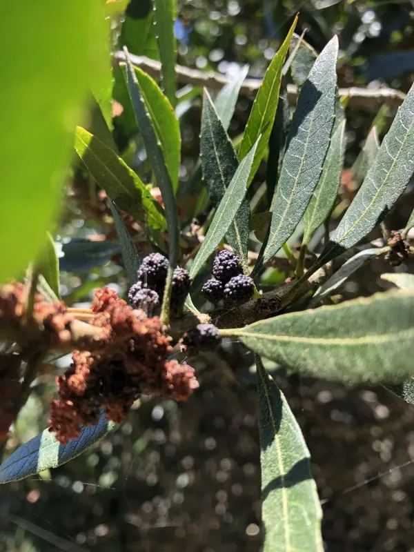 Pacific wax myrtle