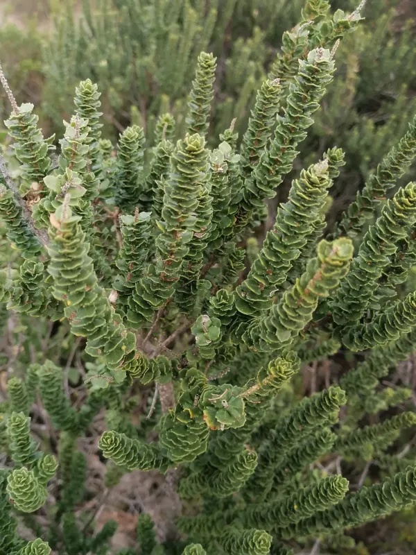 Myrica cordifolia