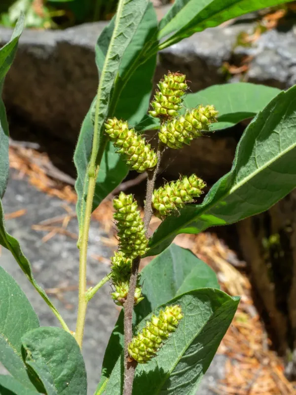 Myrica hartwegii