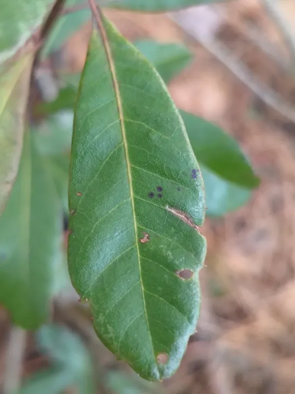 Northern bayberry